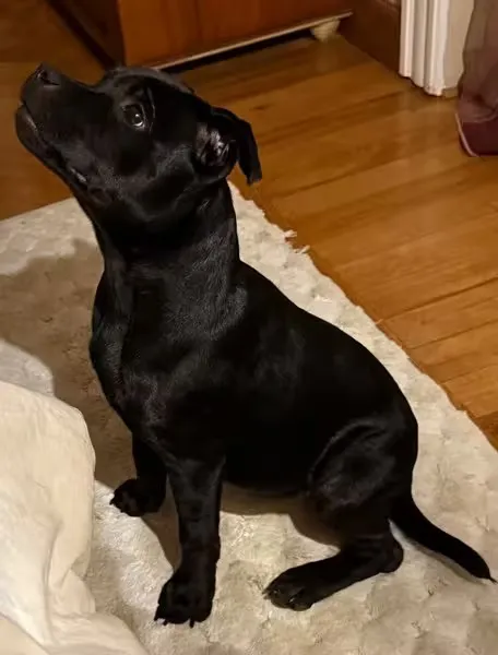 Cucciolo Staffordshire Bull Terrier nero 7 mesi con pedigree ENCI